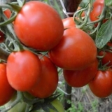 Paradajz rio grande: recenzije, fotografije, prinos